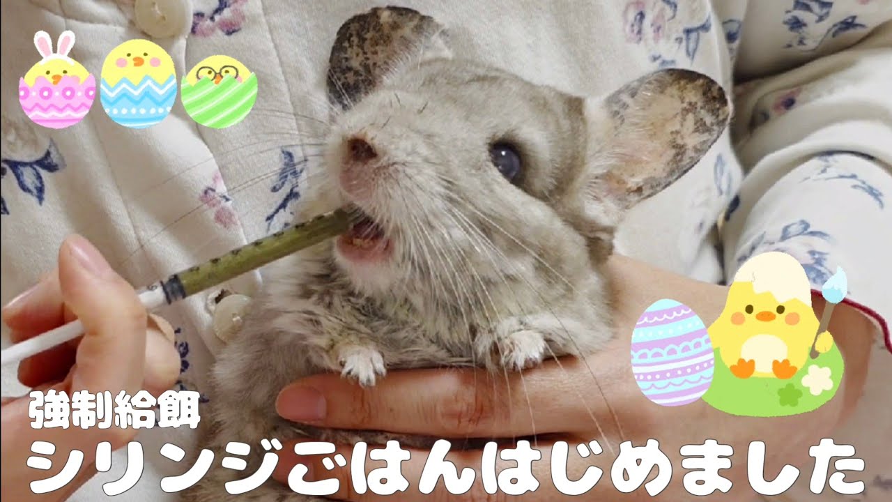 【第128湯】強制給餌シリンジごはんはじめました／18歳のチンチラにごはんを食べさせていますI started force-feeding my elderly chinchilla.