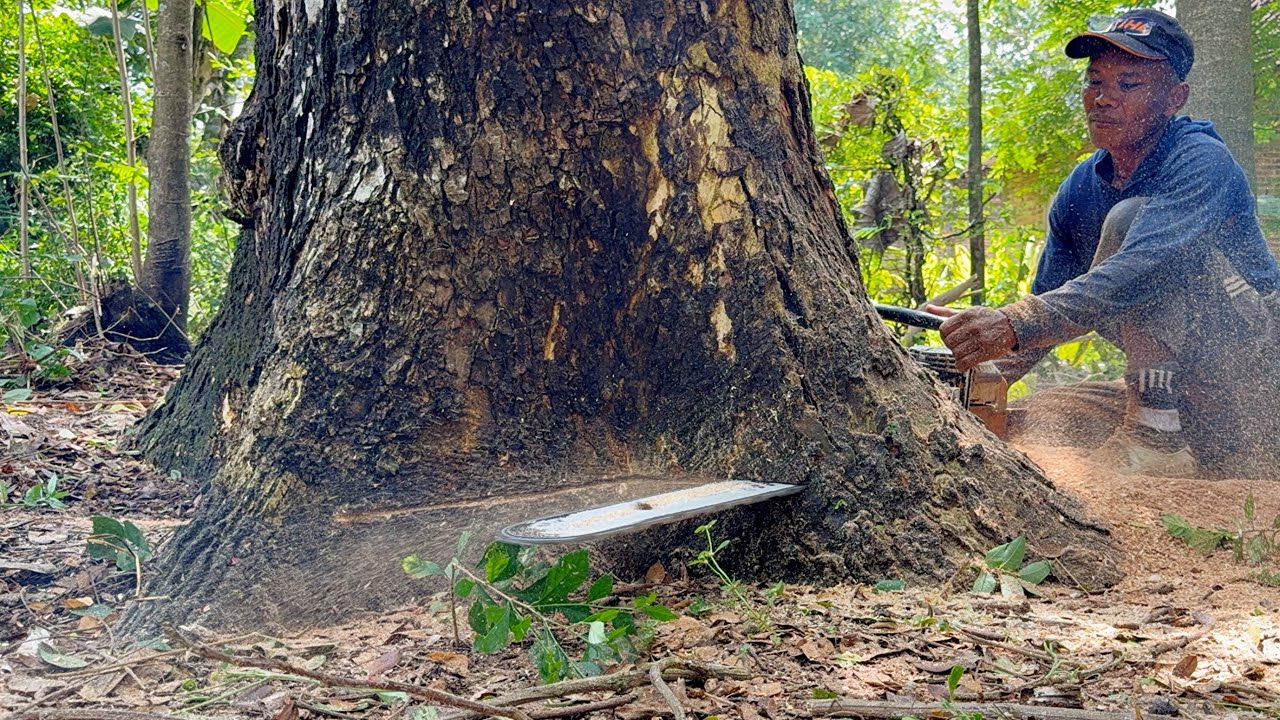 Special... Blackened fiber trembesi tree felling‼️