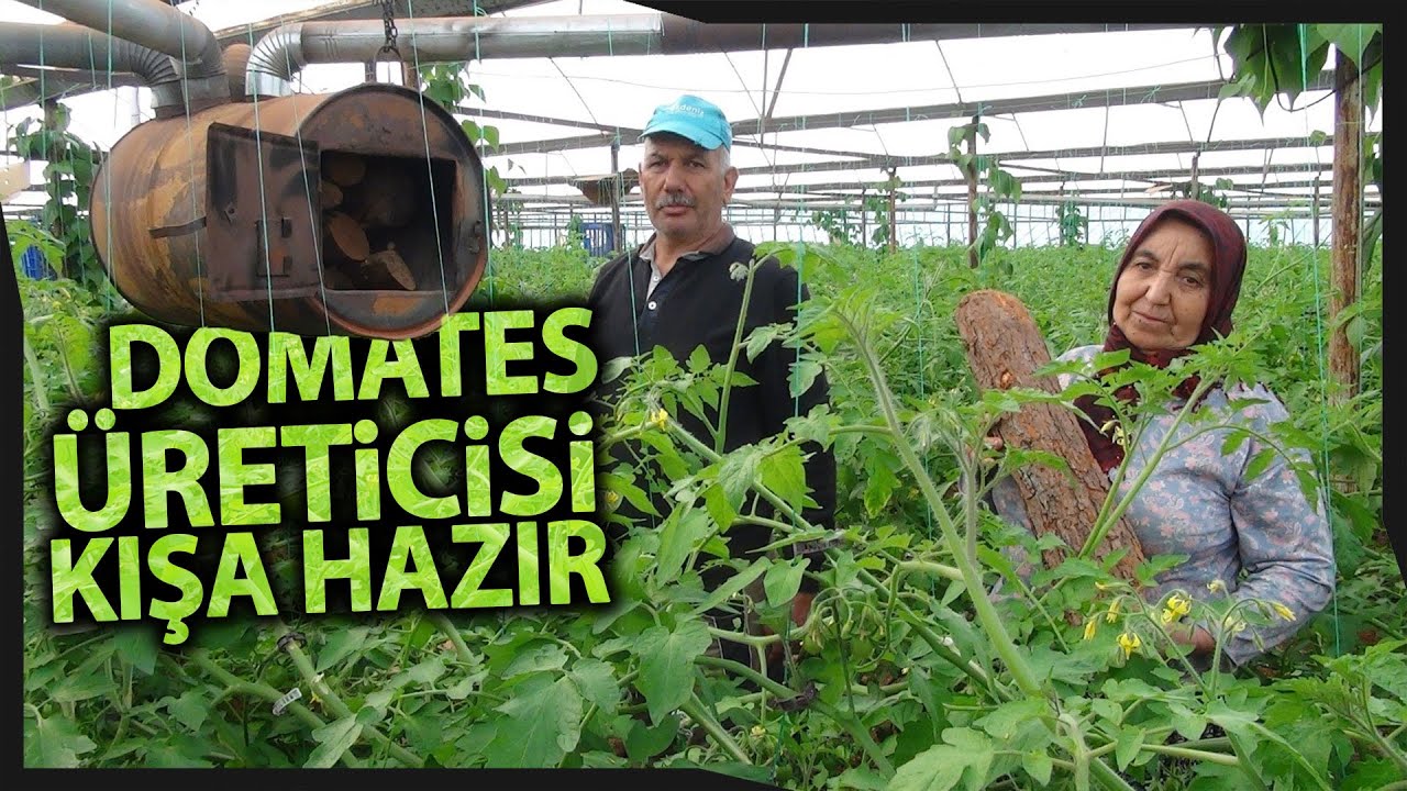Odunlar Kesildi Sobalar Kuruldu, Domates Üreticisi Kışa Hazırlanıyor