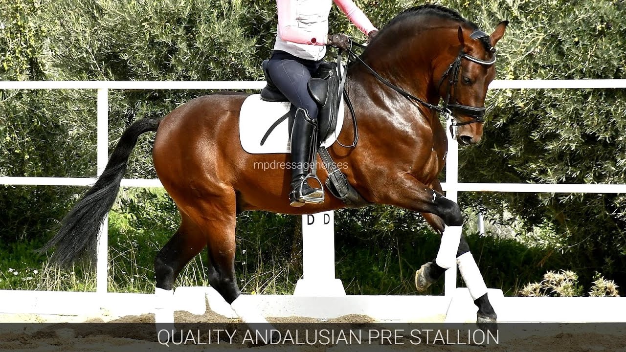 Dressage Andalusian PRE Stallion 2018 - 1,64 cm (#MP686)