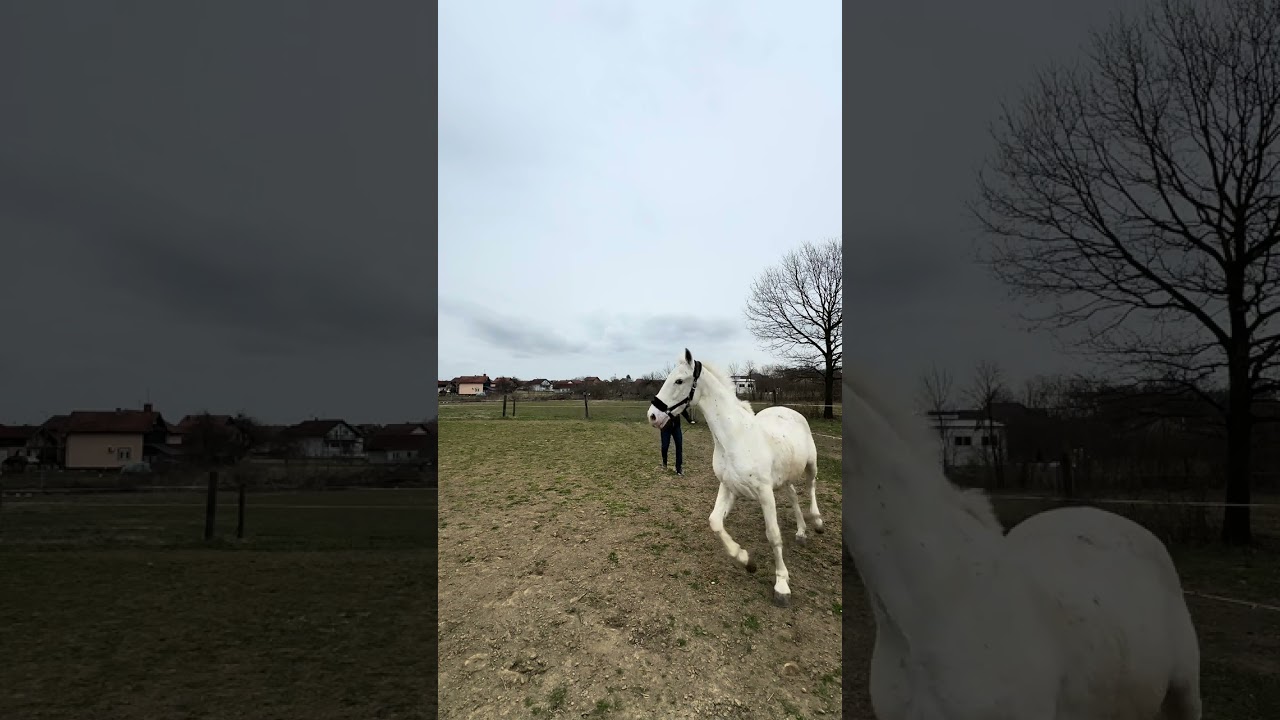 Trening konja (desenzibilizacija) 1. Dio