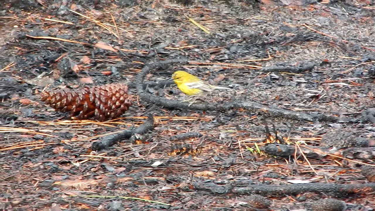 The Pine Warbler vs The American Goldfinch