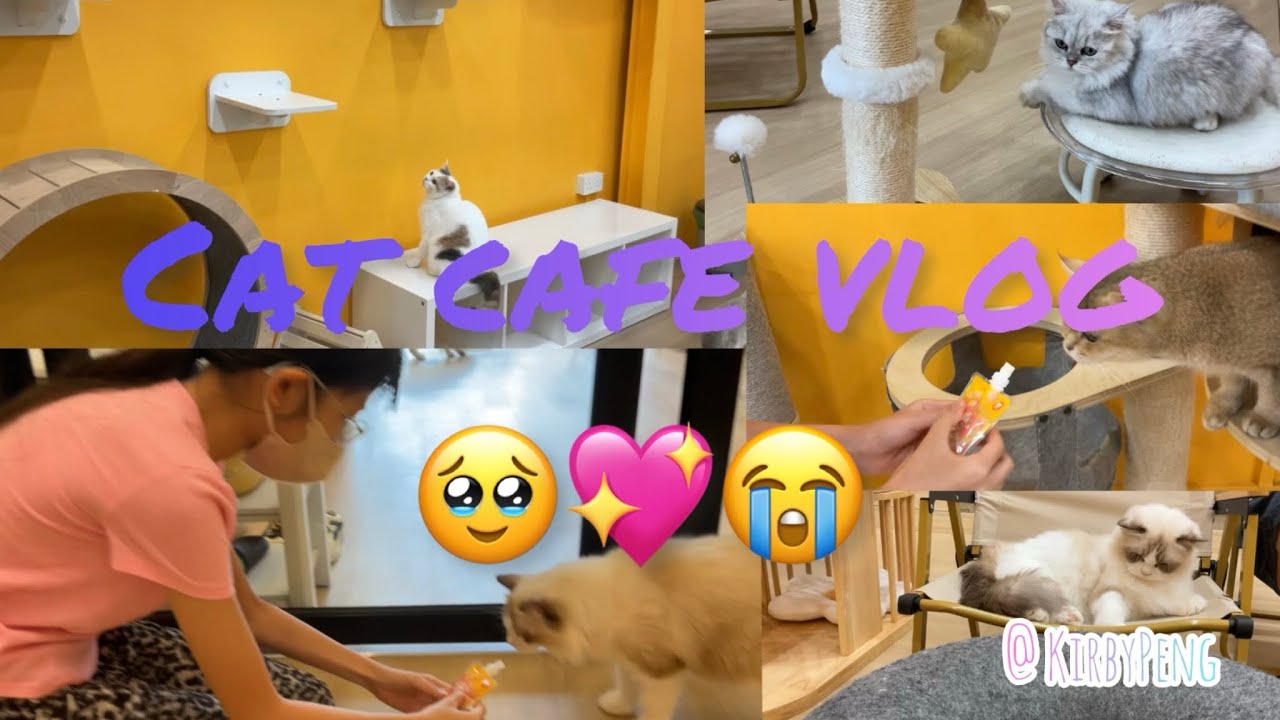 𐙚 𝙲𝚊𝚝 𝙲𝚊𝚏𝚎 𝚅𝚕𝚘𝚐 🍰🐈🍡🐈🥞