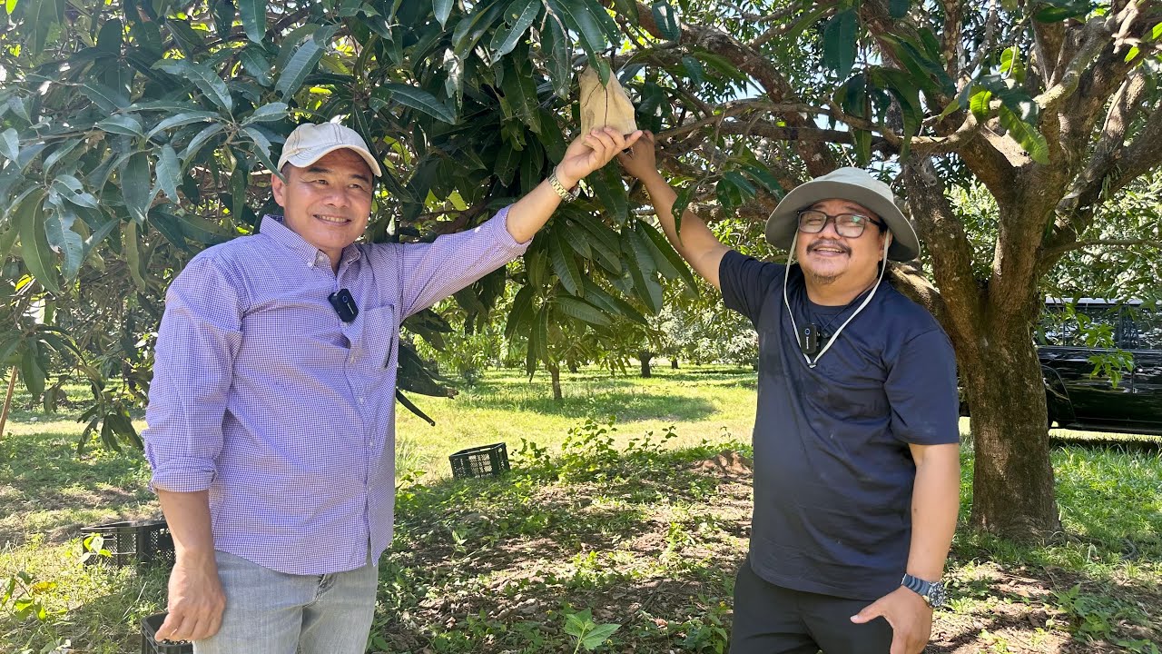 1/2 Ha Papaya = 4M Kita! + Tamang Recording ng Gastos = Tamang Kita sa Mango Farming
