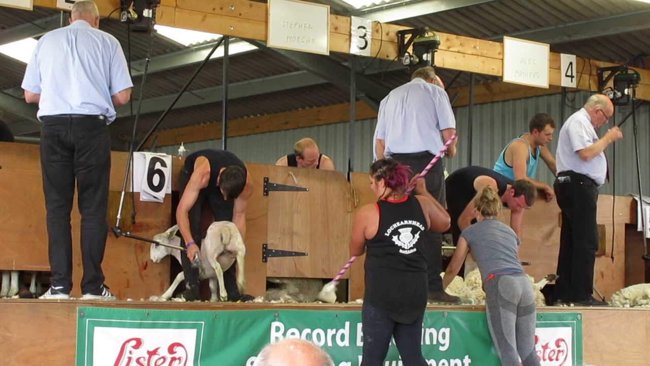 Black Isle Show 2017, Sheep Shearing, Senior Final