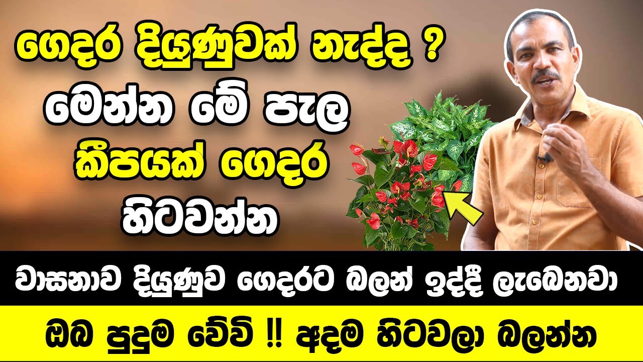 ගෙදර හිටවනවා නම් මෙන්න මේ පැල හිටවන්න | වාසනාව දියුණුව ගෙදරට බලන් ඉද්දී ලැබෙනවා | ඔබ පුදුම වේවි !!