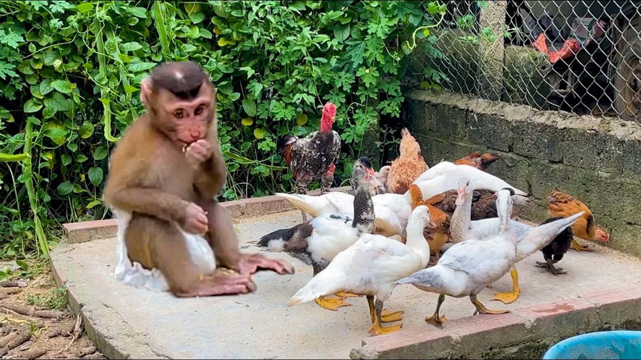 Kiki is very loving and wants the chicks and ducklings to experience her food!