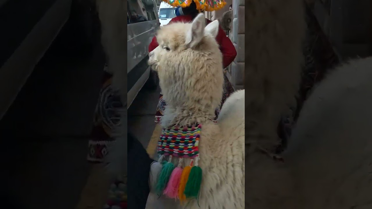 ALPACAS in CUSCO, PERU &ndash;#shorts