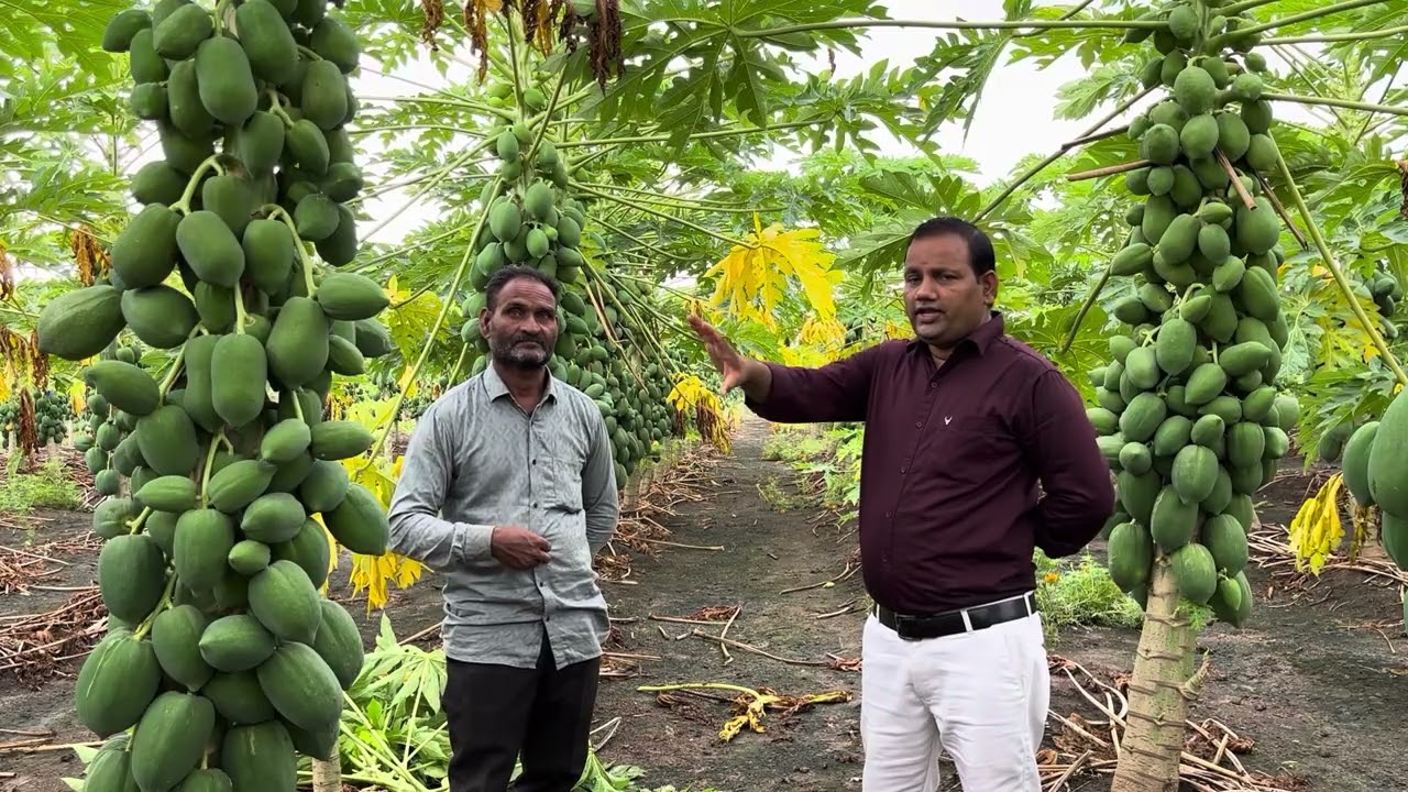 Papaya farming with Jangid nursery barada neemuch MP 