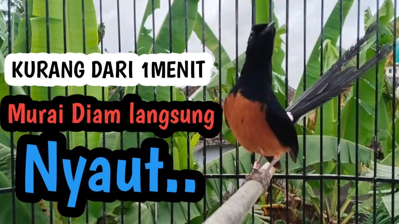 PANCINGAN MURAI BATU GACOR FULL ISIAN. Murai diam langsung nyaut