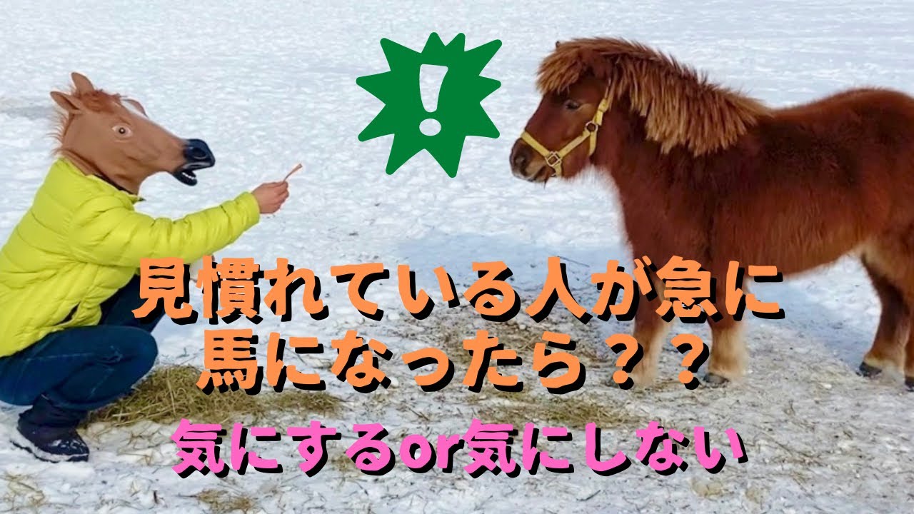 馬のマスクをして近づくとミニチュアホースたちはどんな反応をするのか？？