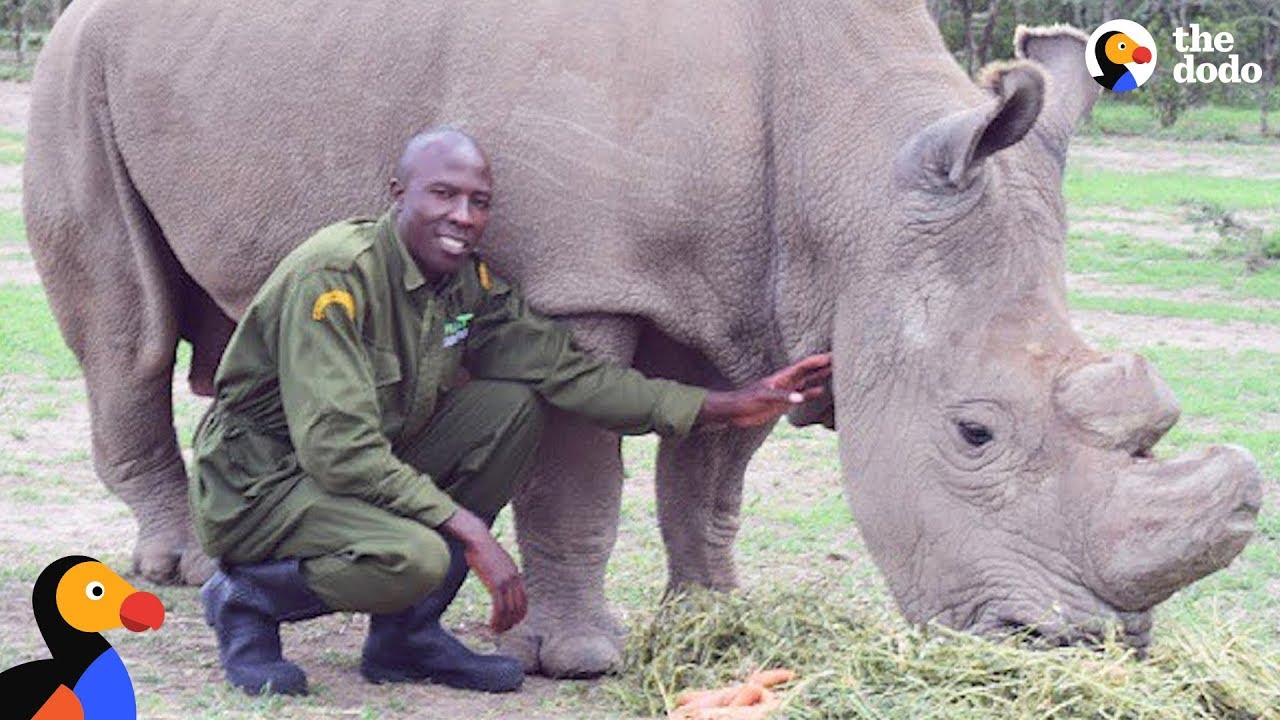 Last Male Northern White Rhino On Earth Has The BEST Caretaker | The Dodo