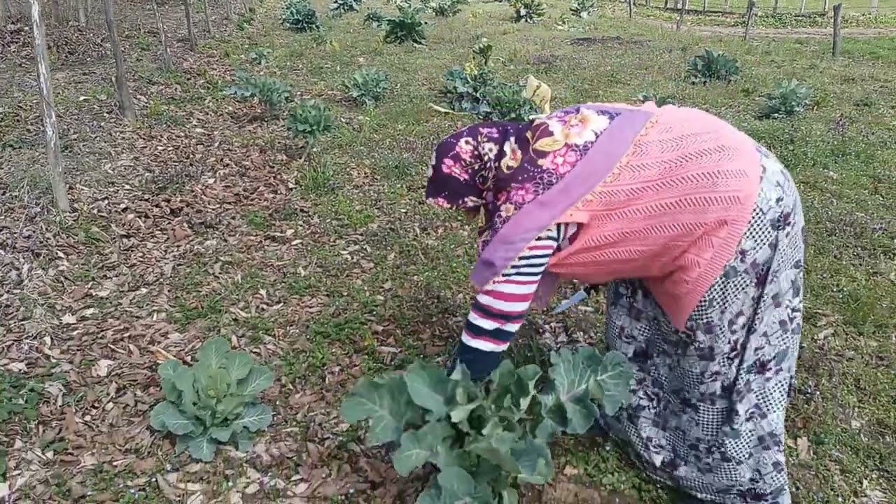 Bahçede Bereket Zamanı! 🥬 Karalahana Toplama & Armut Aşısı 🌳