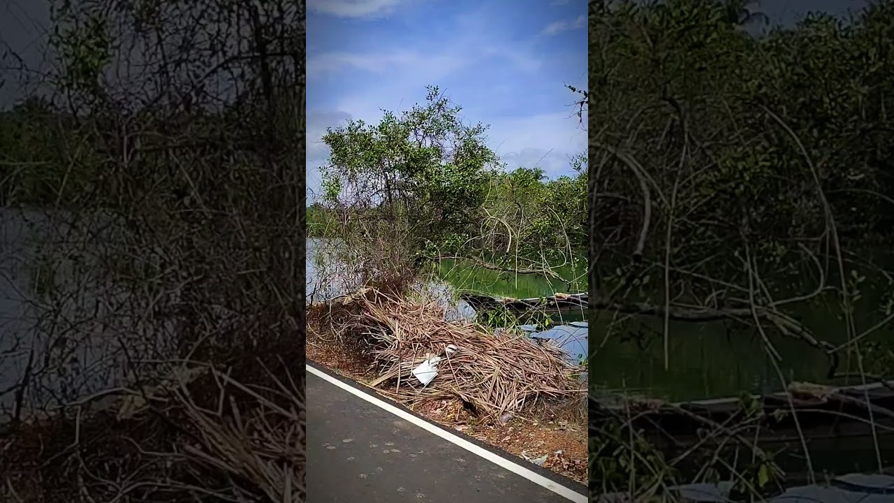 Goa Nature view #travel #goa #letstravel #goafish #nature #lake