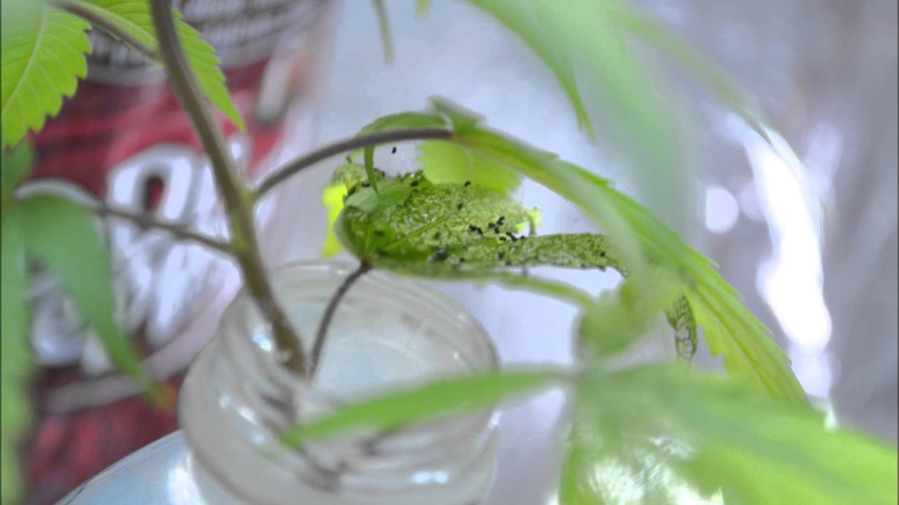 HELP PLEASE!! | Indoor CFL Cannabis Grow Cabinet Experiment Closet