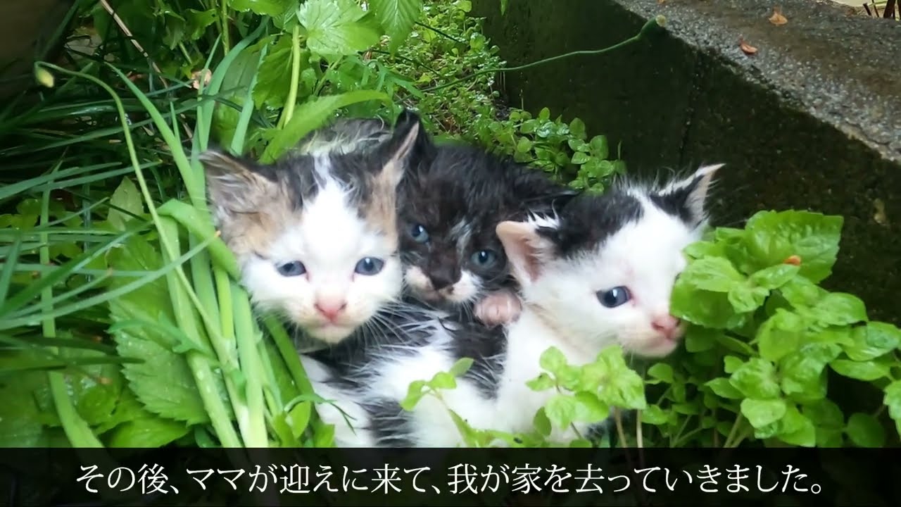 物置の下に住み着いた子猫の追い出し方【罠発動