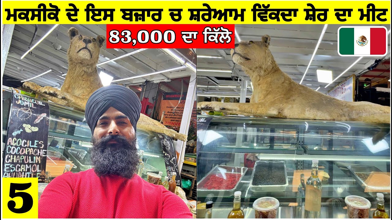 ਮਕਸੀਕੋ ਦੇ ਬਜ਼ਾਰਾਂ ਚ ਸ਼ਰੇਆਮ ਵਿੱਕਦਾ ਸ਼ੇਰ ਦਾ ਮੀਟ🦁 83,000 ਦਾ ਕਿੱਲੋ🤯Punjabi Travel Vlog|Vlog
