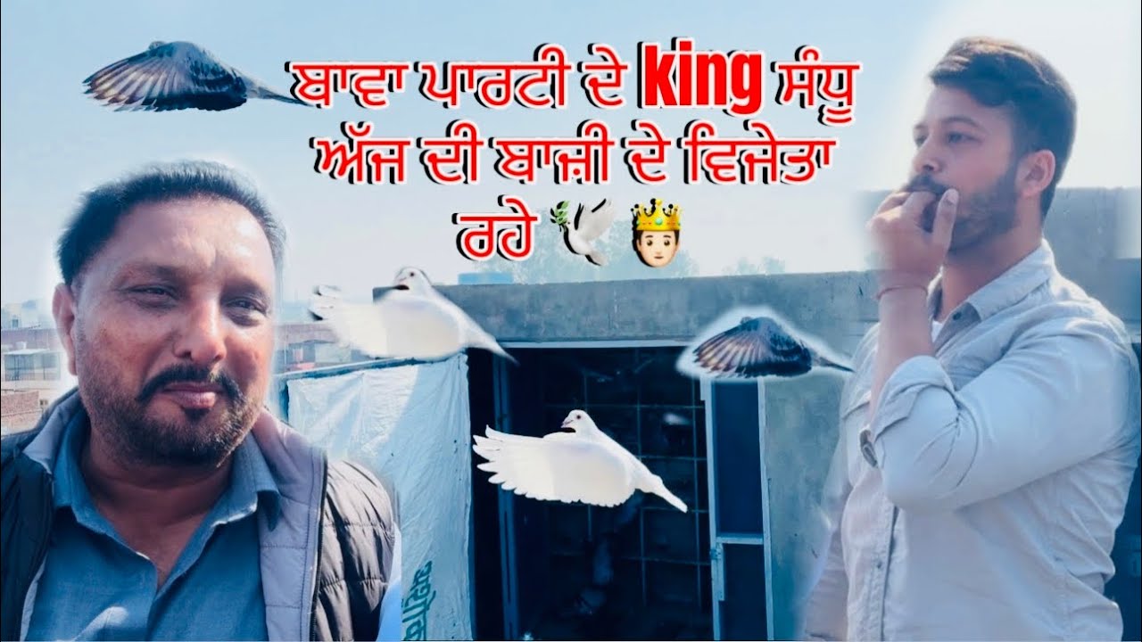 ਉਸਤਾਦ king 🤴🏻ਬਾਵਾ ਪਾਰਟੀ vs ਉਸਤਾਦ ਲਾਲੀ ਕਾਲੇ ਖਾਂ ਪਾਰਟੀ 20-20 ਕਬੂਤਰਾਂ ਦੀ ਸ਼ਰਤ #kabutar #pigeon 