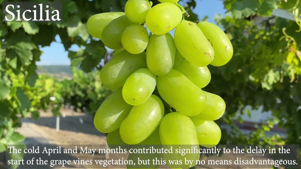 The table grapes harvest season 2021