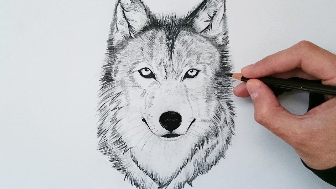 APRENDE cómo DIBUJAR un LOBO realista explicado PASO A PASO 🐺✅