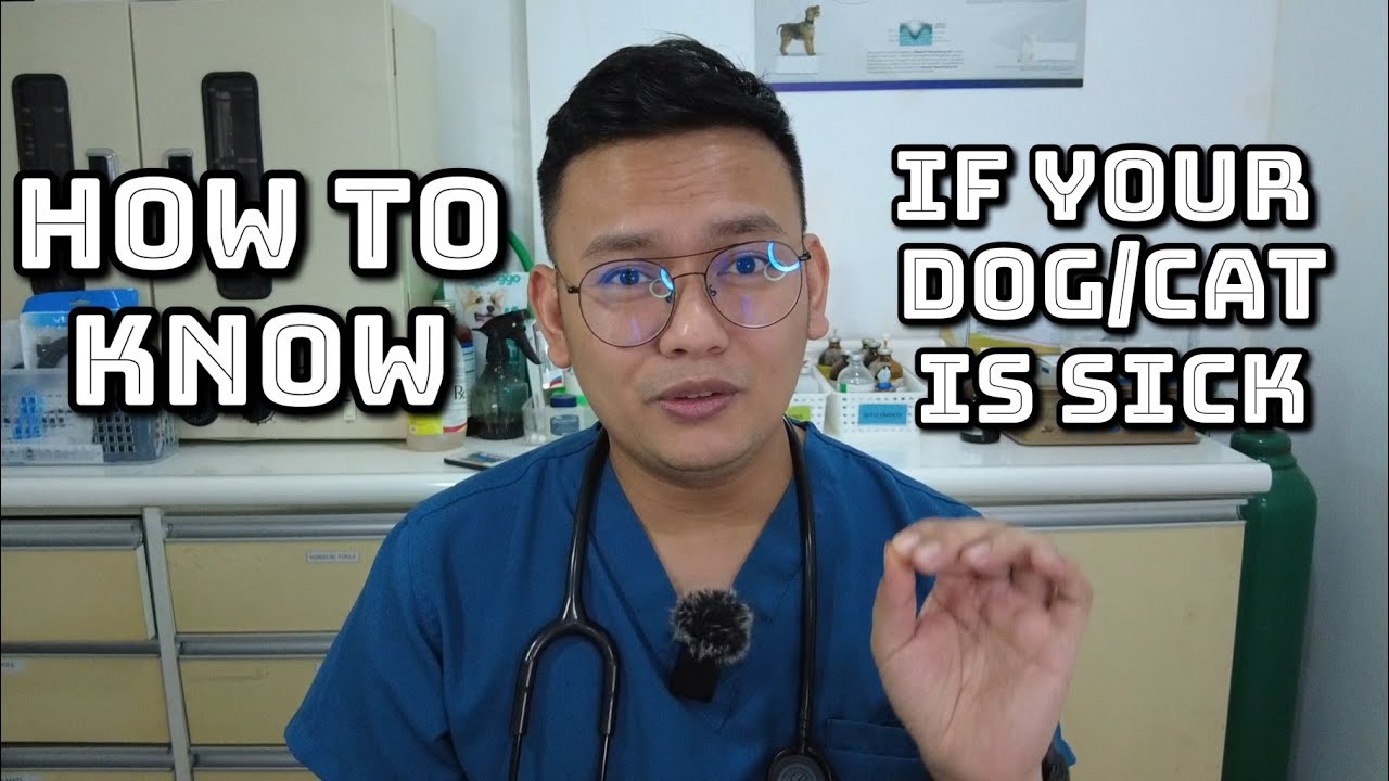 How to know if your dog/cat is sick?