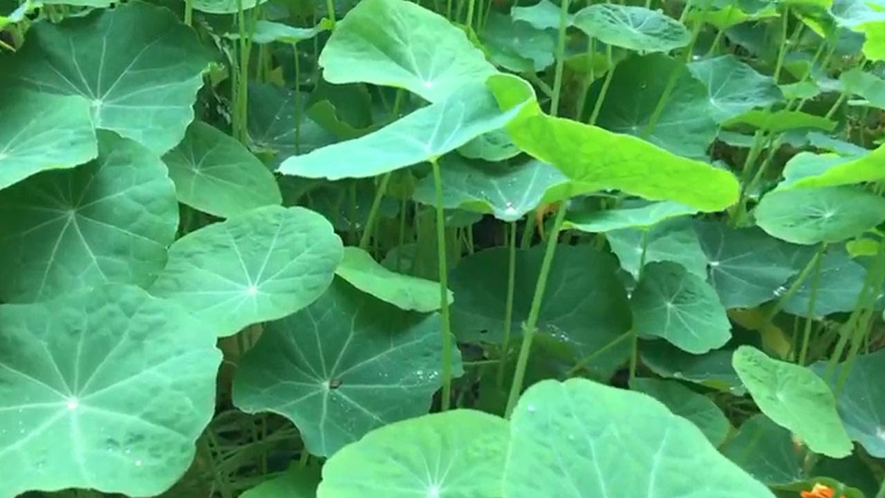 CAPSINE IKIMERA GITANGAJE MU GUHANGANA NA MICROBE ZITERA INDWARA ZO MU BUHUMEKERO NKA SINEZITE,..