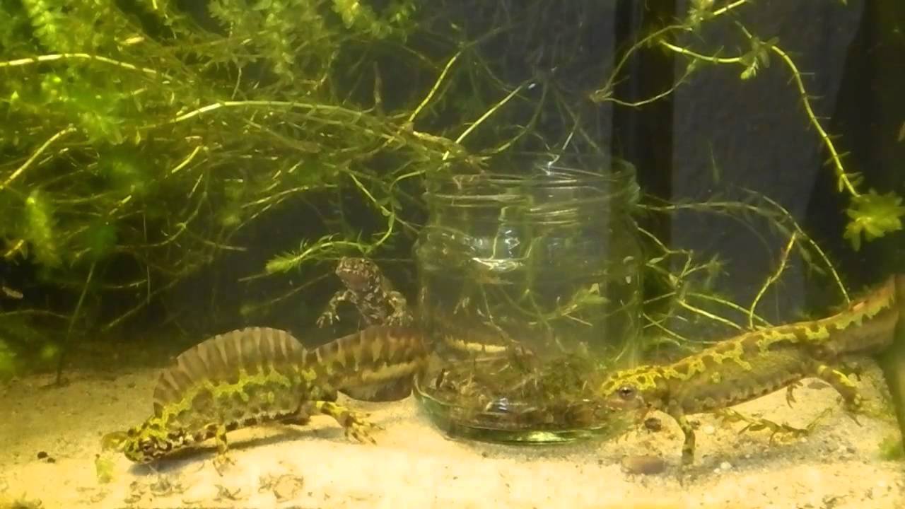 Marmormolche bei der Fütterung