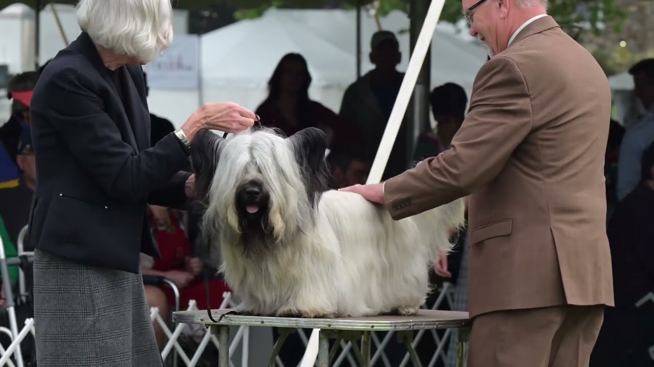 202482024 I went to the American Montgomery Terrier National Show alone