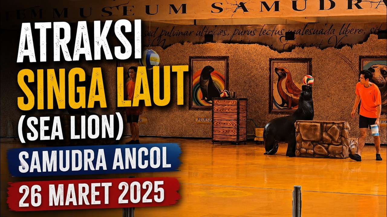 Atraksi Singa Laut (Sea Lion) Samudra Ancol 26 Maret 2025