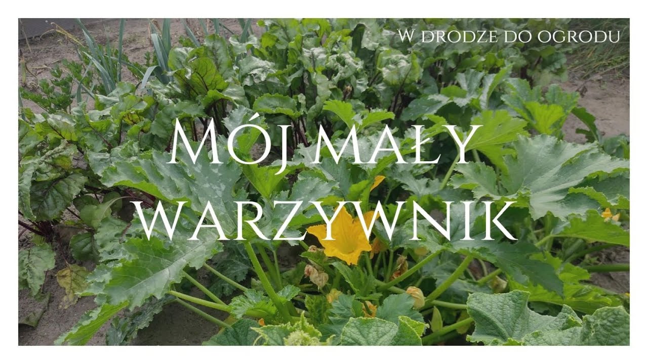 Mój mały warzywnik