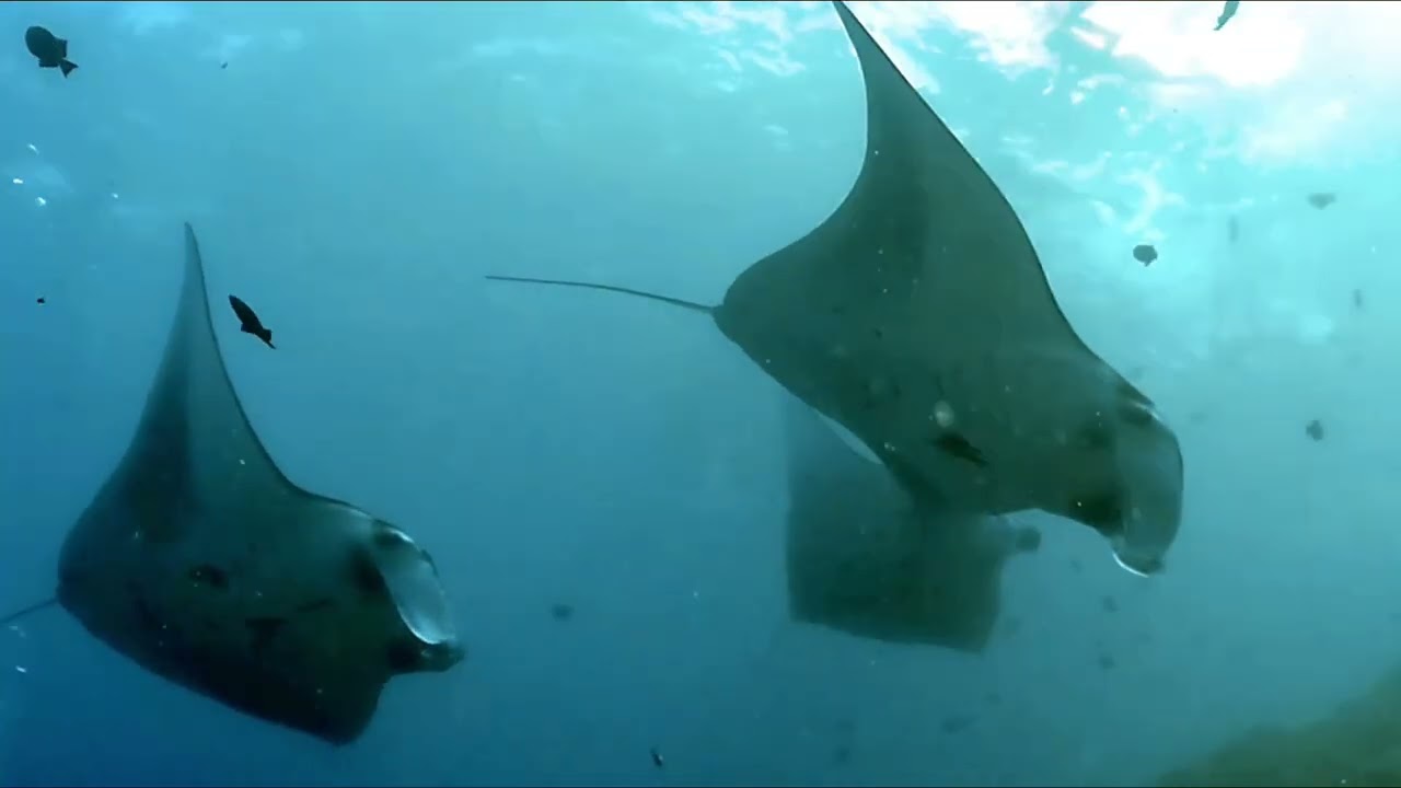 2026/02 バリ島②  ペニダ島マンタポイント　#バリ島ダイビング 