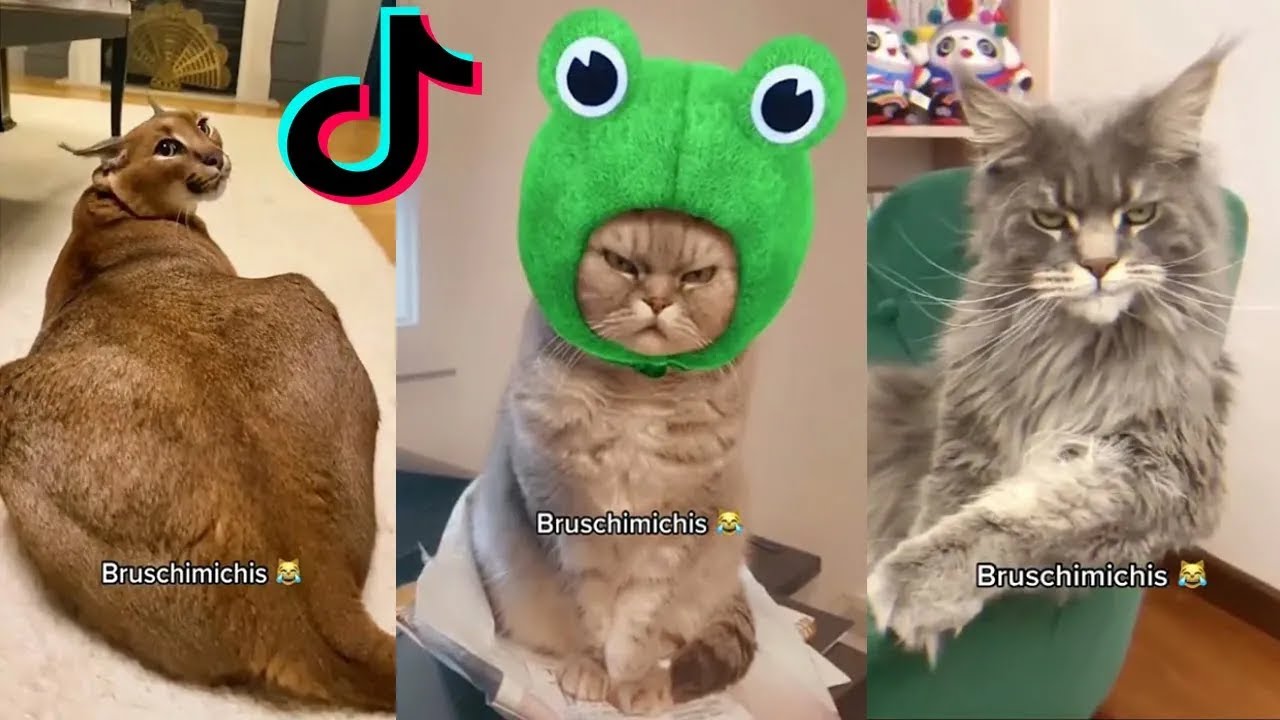 BRUSCHIMICHIS 😹 | Gatos Súper Locos Que Hacen Reír a Todo el Mundo 😂 ¡Te Sorprenderán!