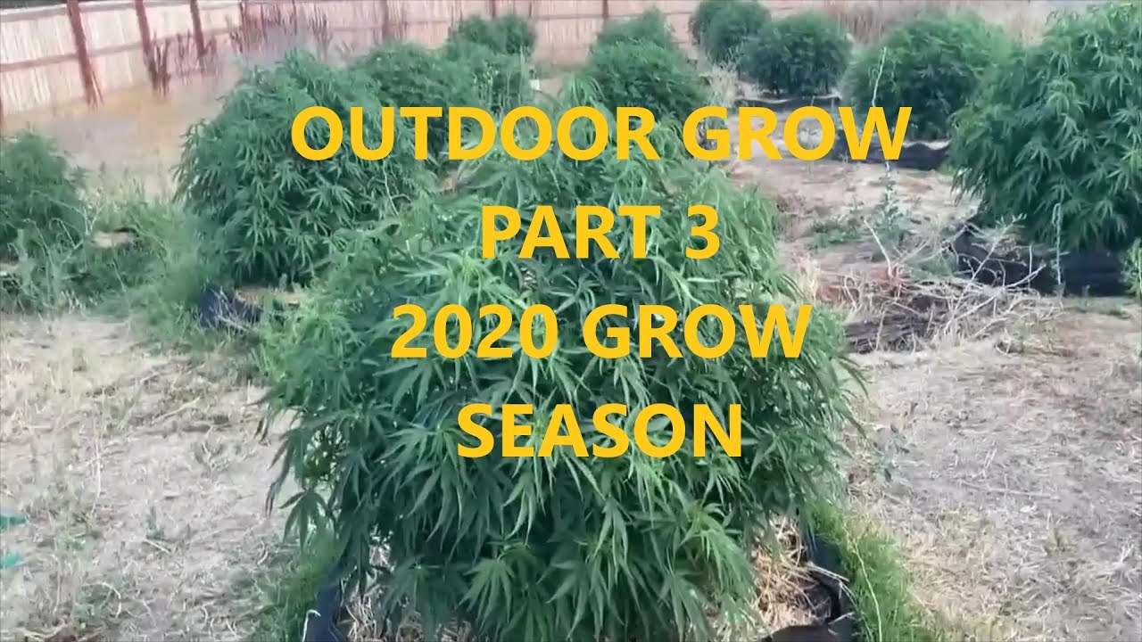 BIG Outdoor Grow Part 3 2020 Season