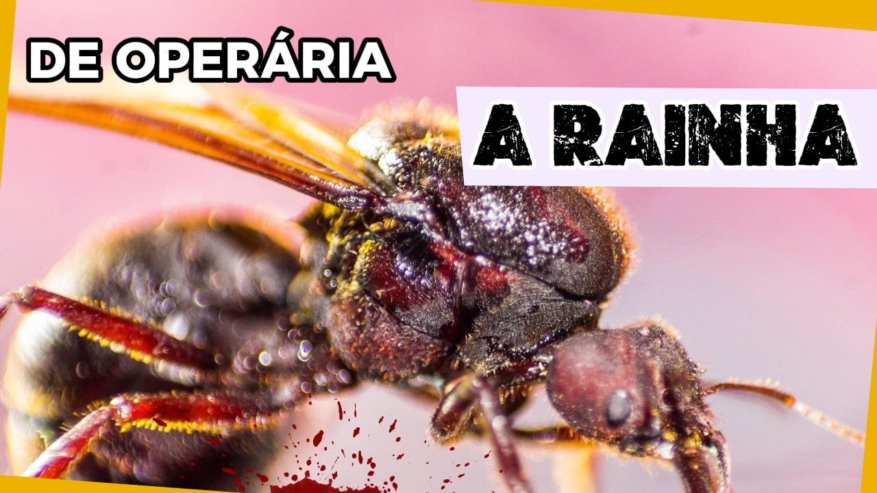 Como uma formiga se torna Rainha?