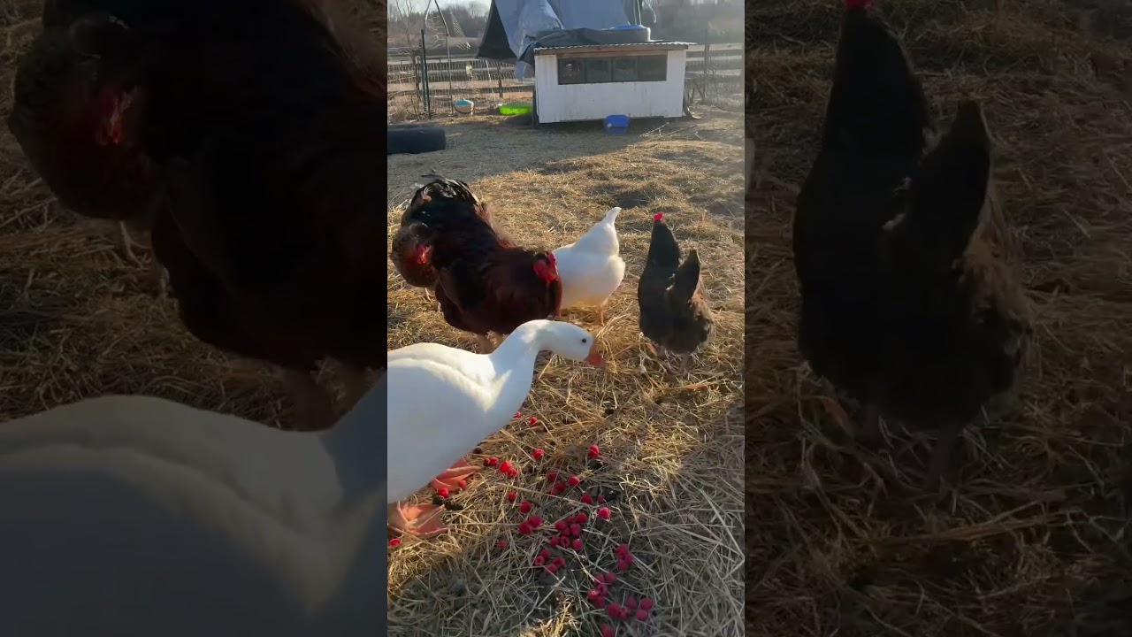 Good morning folks #farmanimals #chicken #farmvlogger #barnyardanimals