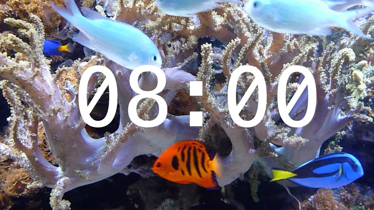 8 Minute Aquarium Countdown Timer |  Ocean Timer | Fish Timer | Relaxing Music