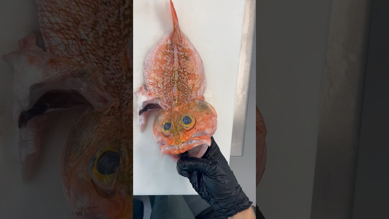 Black Belly Rosefish! What would you stuff inside of it!?