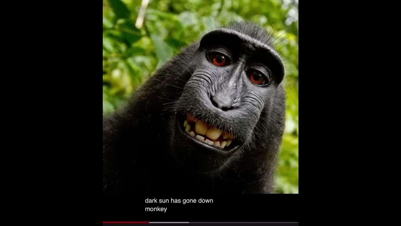 Me and my monkey (lyrics)