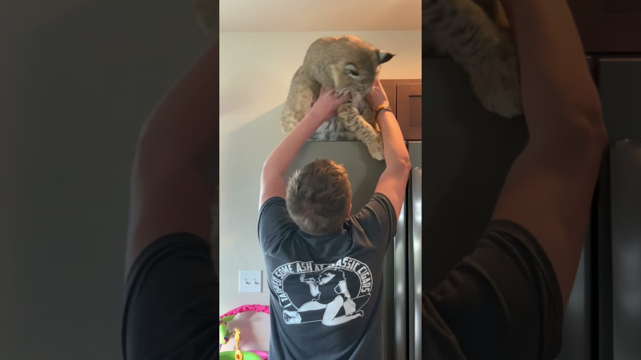 Bobcat gives dad a hug from on top of the fridge!