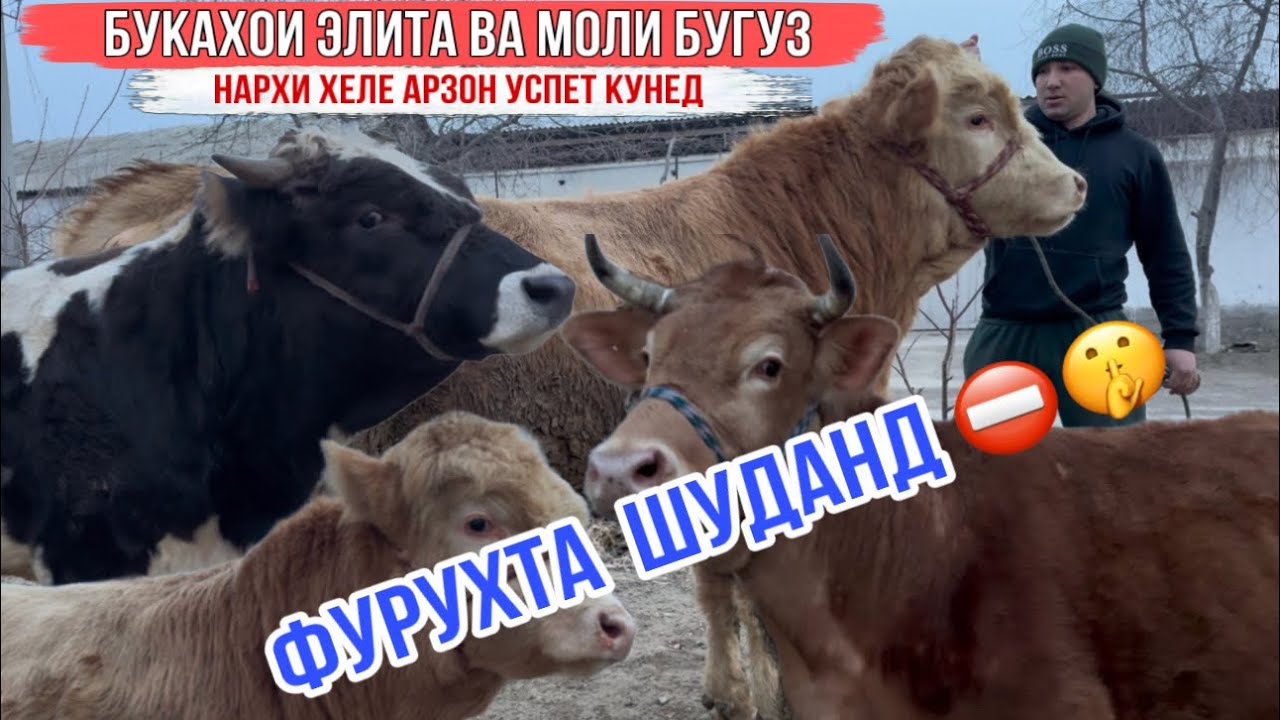 БУКАХОИ ЭЛИТА ВА МОЛИ БУҒУЗИ АРЗОН УСПЕТ КУНЕД 2 февраля 2026 г.