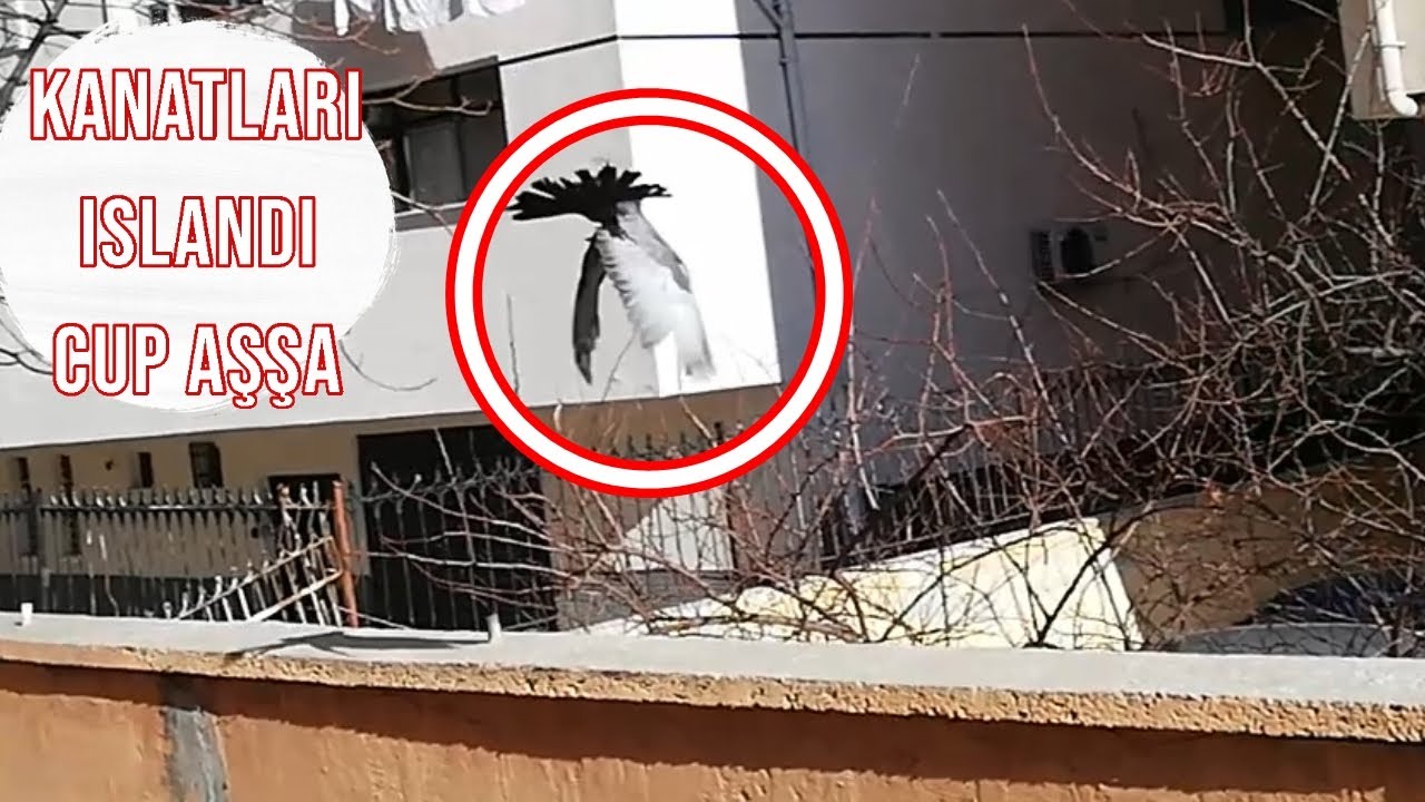 Güvercinim Terastan Aşşaya düştü kötü olaylar beni bi sal nolur