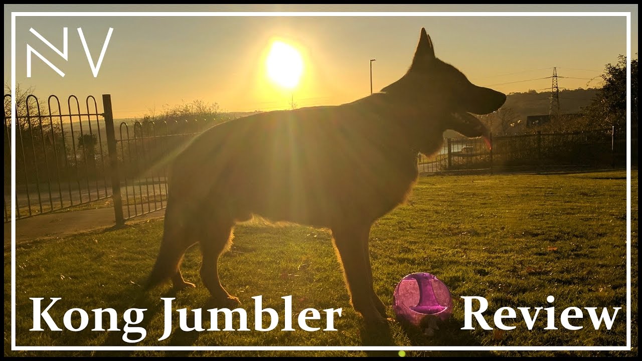 German Shepherd Puppy Football (Kong Jumbler Ball Review)