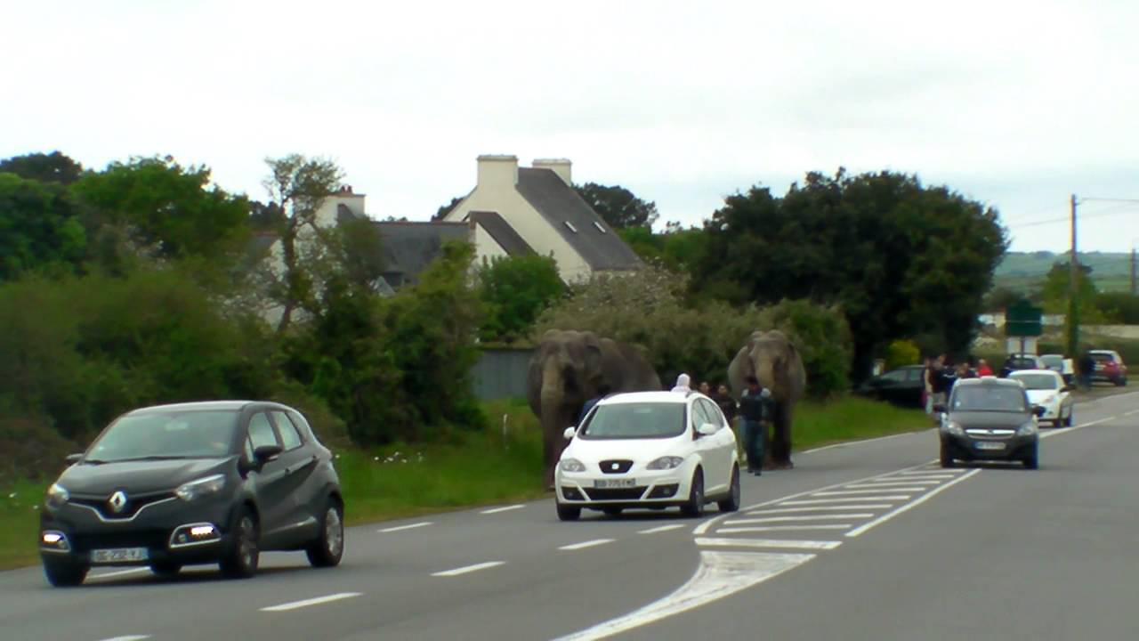 CIRQUE FRANCO ITALIEN: Elephants sur la route départemental (mai 2015-Crozon)