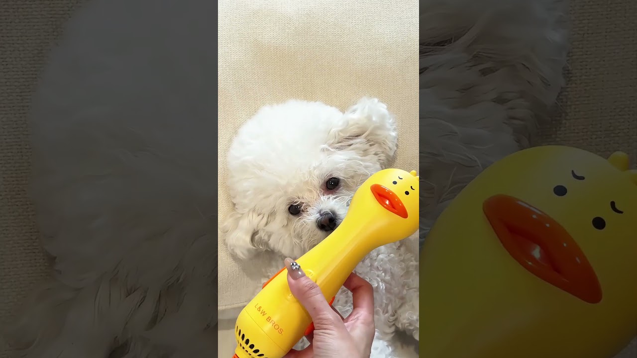 ✨ Morning Grooming Routine for My Fancy Bichon Princess 🐶#BichonFrise #PuppyCare #PetDailyVlog