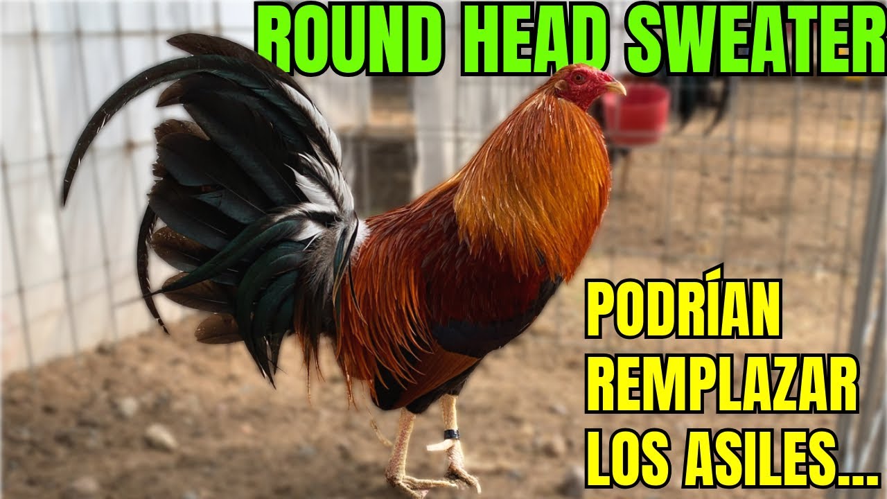 SWEATER ROUND HEAD... PODRIAN LLEGAR A REMPLAZAR LOS ASILES???