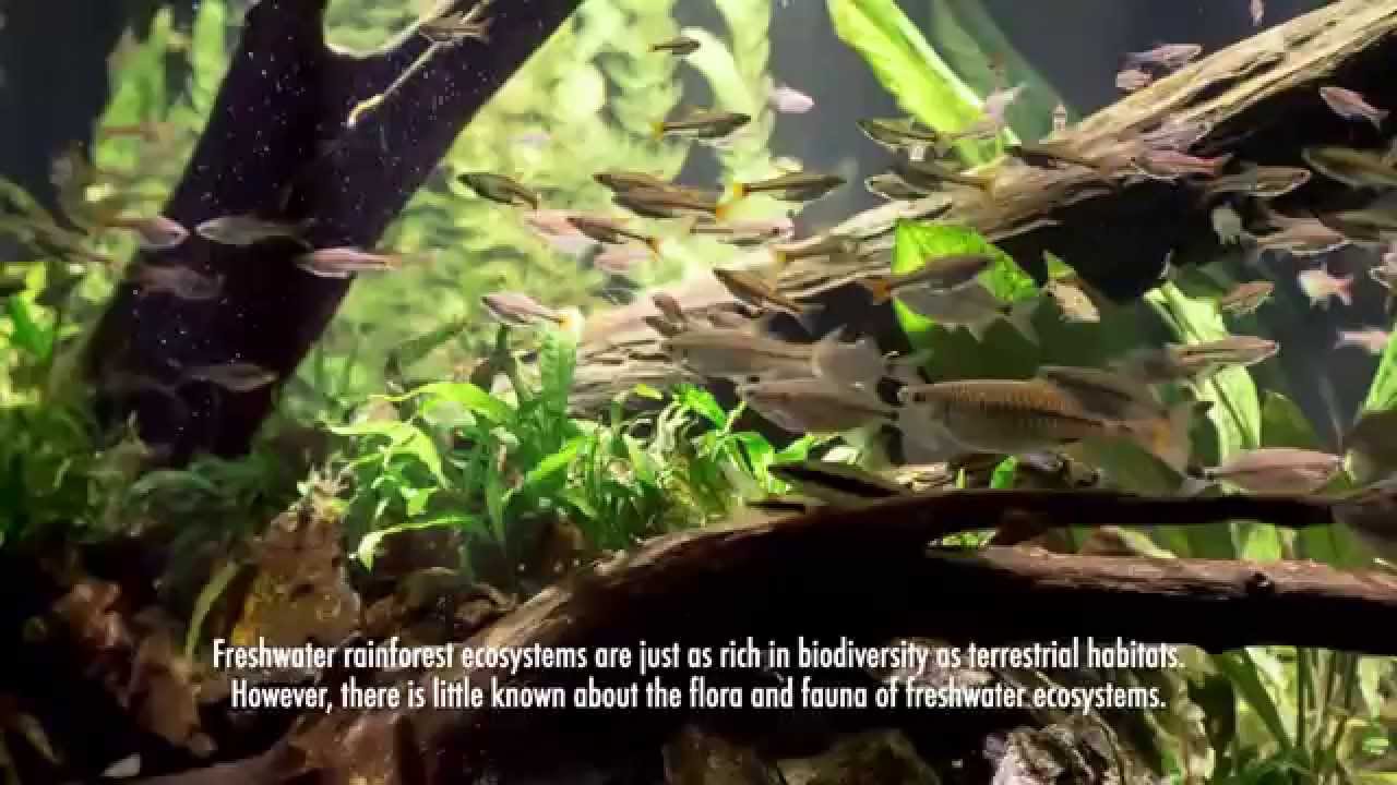 Educational Nature Aquarium Project at Bornean Sun Bear Conservation Centre | BSBCC