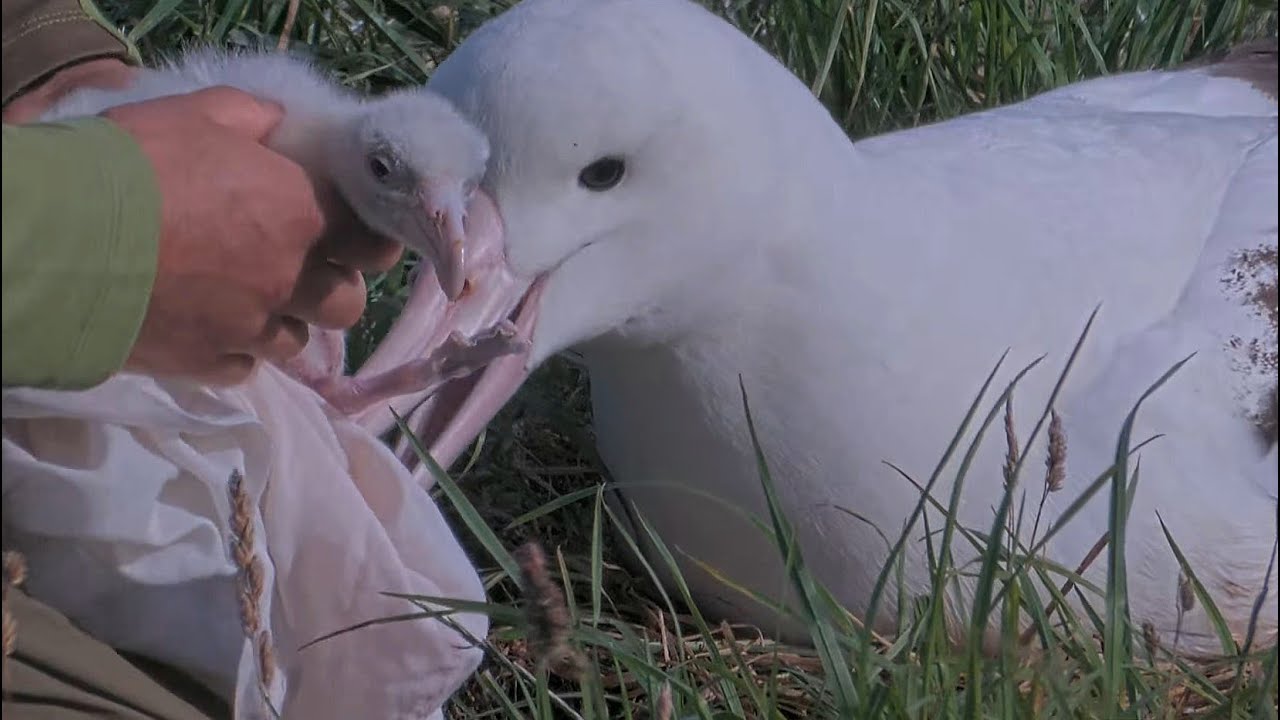 Royal Albatross~Chick is weighed⚖️Cute paddles😍 Great closeups by the Cam OP 9:36 AM 2026/01/29