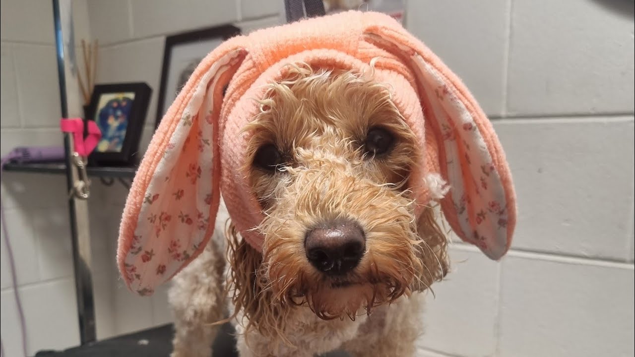 Fifi, Cavoodle Bath❤️#ilovemarshmallowpaws#doggrooming#cavoodlebath#Fifi