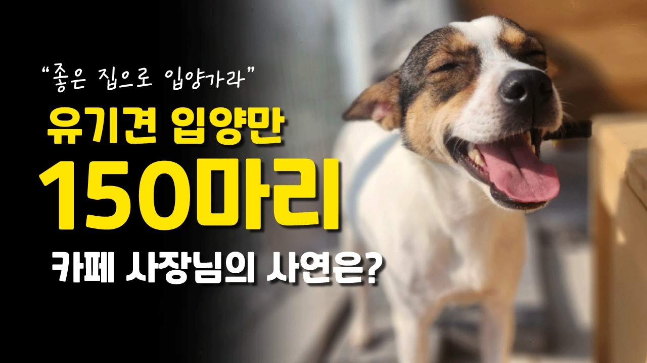 유기견들을 위해 입양 카페 차린 사장님, 입양된 강아지만 해도 150마리?!