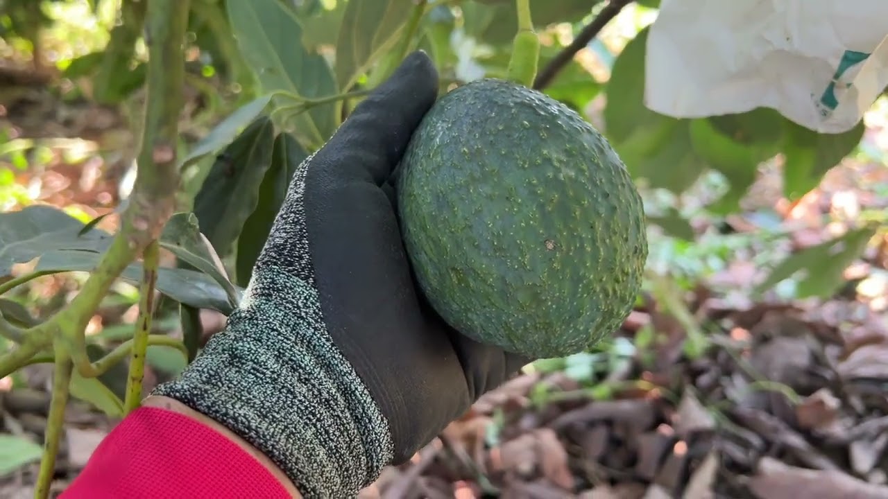 有果粉的「蔡斯酪梨」超期待｜2025年11月22日